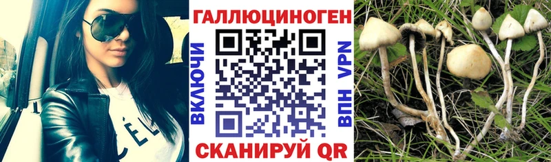 OMG зеркало  Сосновый Бор  Псилоцибиновые грибы мухоморы 