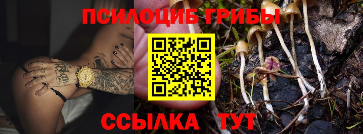 Галлюциногенные грибы Psilocybe Сосновый Бор